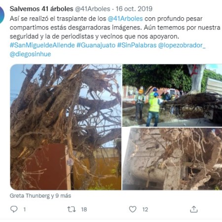 Así se realizó el trasplante de los arboles de la avenida Guadalupe en el 2019