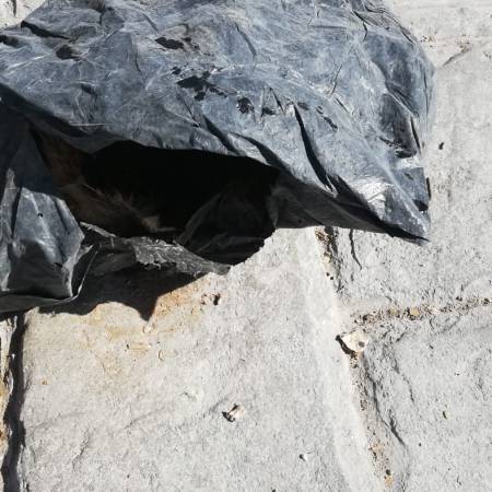 Matan gatos en infonavit la Luz San Miguel de Allende Hacen llamado a la conciencia y sensibilidad humana