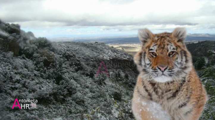 PREOCUPA TIGRE A SANMIGUELENSES AÚN NO HAY AVISTAMIENTOS EN LA CIUDAD PATRIMONIO Imagen editada de fondo el verdadero cerro de los Picachos en San Miguel de Allende y una imagen de un tigre sobre ella