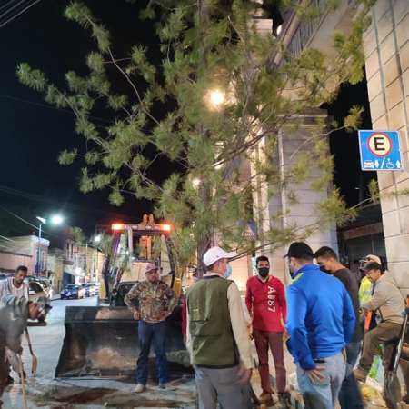 SE REPONE ÁRBOL EN AVENIDA GUADALUPE